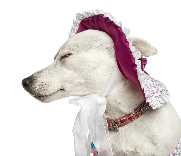 Primer plano de un Jack Russel con un sombrero, aislado en blanco —  Fotos de Stock