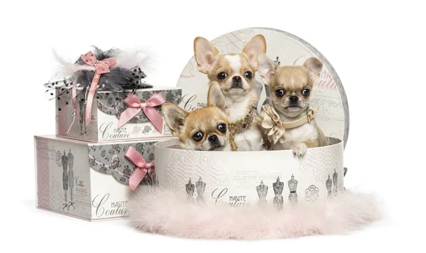 Skupina Chihuahua v krabici oblečení izolovaných na bílém — Stock fotografie