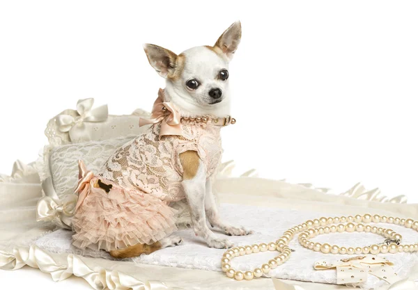 Vestida Chihuahua sentado, olhando para a câmera, isolado em — Fotografia de Stock