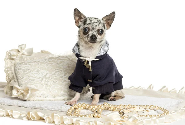 Chihuahua vestida sentada sobre una alfombra, aislada de blanco — Foto de Stock
