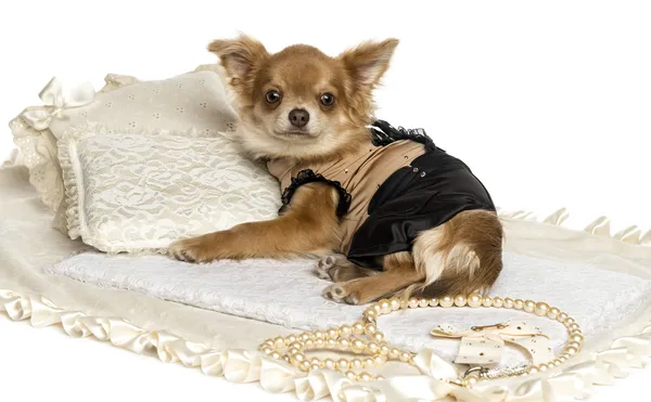 Dressed-up Chihuahua puppy lying on a carpet, 6 months, isolated — Stock Photo, Image