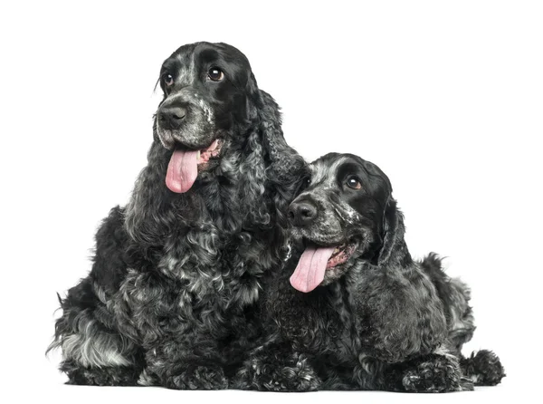 Two English Cocker Spaniel panting next to each other, isolated — Stock Photo, Image