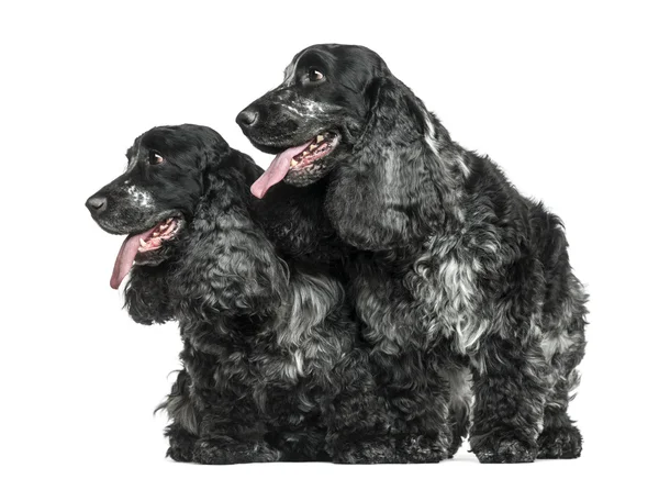 İki İngiliz cocker spaniel yan yana izole nefes nefese — Stok fotoğraf