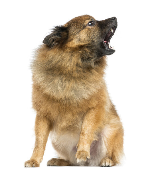 Японский шпиц сидит, лает, изолированный на белом
