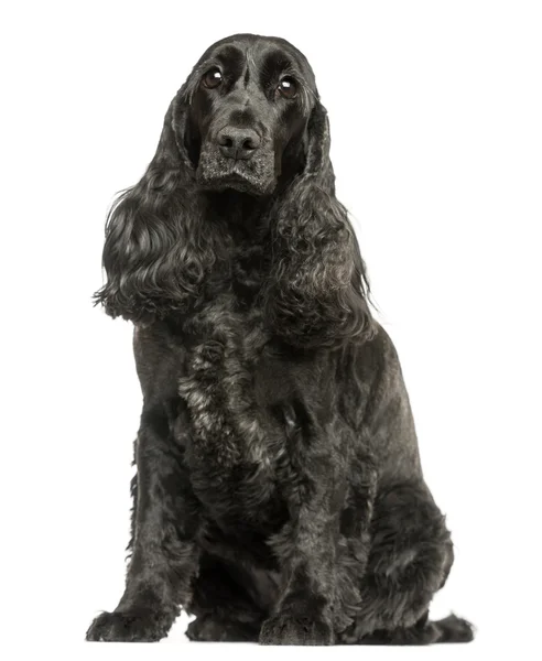 English Cocker Spaniel sitting, looking at the camera, isolated — Stock Photo, Image