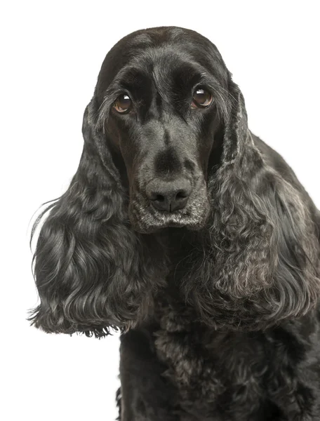 Kamera, ISO arıyorsunuz bir İngiliz cocker spaniel Close-Up — Stok fotoğraf