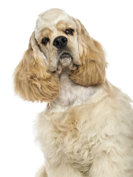 Primer plano de un Cocker Spaniel americano, aislado sobre blanco —  Fotos de Stock