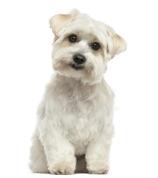 Front view of a Maltese sitting, looking at the camera, isolated — Stock Photo, Image