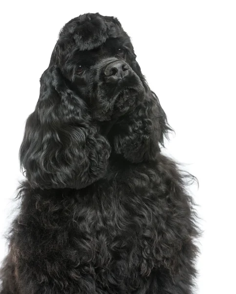 Close-up of an English Cocker Spaniel looking away, isolated on — Stock Photo, Image