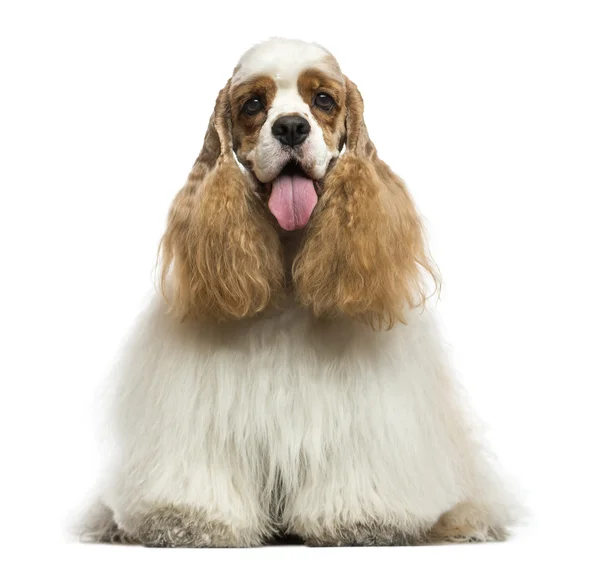 Vista frontal de um americano Cocker Spaniel, ofegante, sentado, isol — Fotografia de Stock