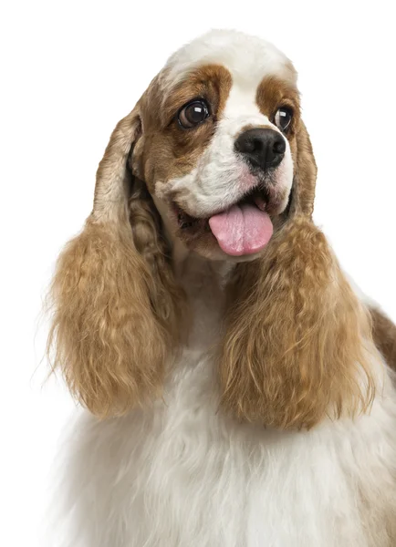 Primer plano de un Cocker Spaniel americano, mirando hacia otro lado, aislado o —  Fotos de Stock