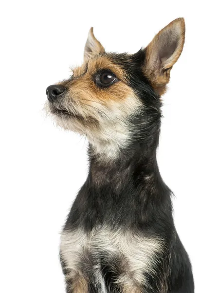 Close-up of a Crossbreed dog's profile, isolated on white — Stock Photo, Image