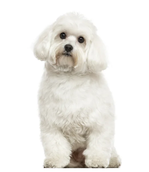 Maltese sitting, looking at the camera, isolated on white — Stock Photo, Image