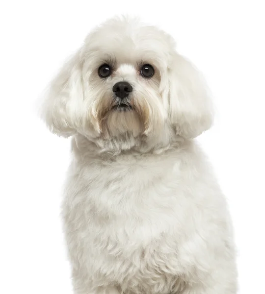 Close-up of a Maltese, isolated on white — Stock Photo, Image