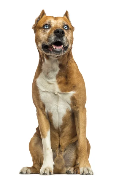 American Staffordshire Terrier sentado, ofegante, isolado no whi — Fotografia de Stock