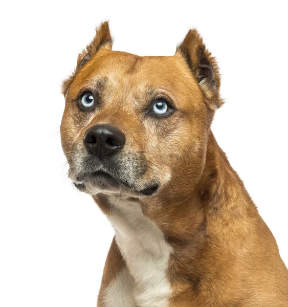 Close-up of an American Staffordshire Terrier, looking up, isola — Stock Photo, Image