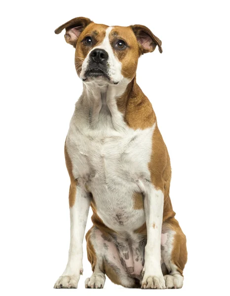 American Bulldog sentado, isolado em branco — Fotografia de Stock