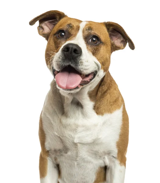 Primer plano de un Bulldog americano jadeando, aislado en blanco — Foto de Stock