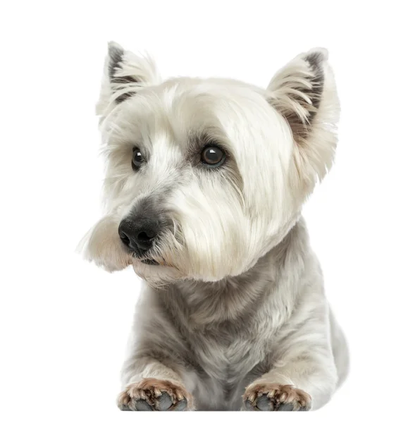 Vista frontal de un West Highland White Terrier acostado, aislado en w — Foto de Stock