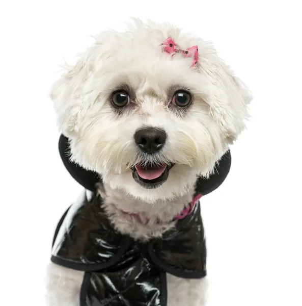 Close-up of a dressed-up Maltese panting, isolated on white — Stock Photo, Image