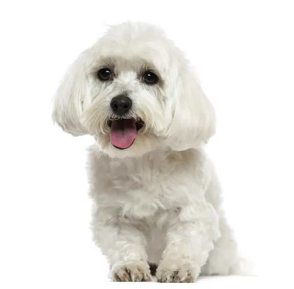 Front view of a Maltese panting, isolated on white — Stock Photo, Image