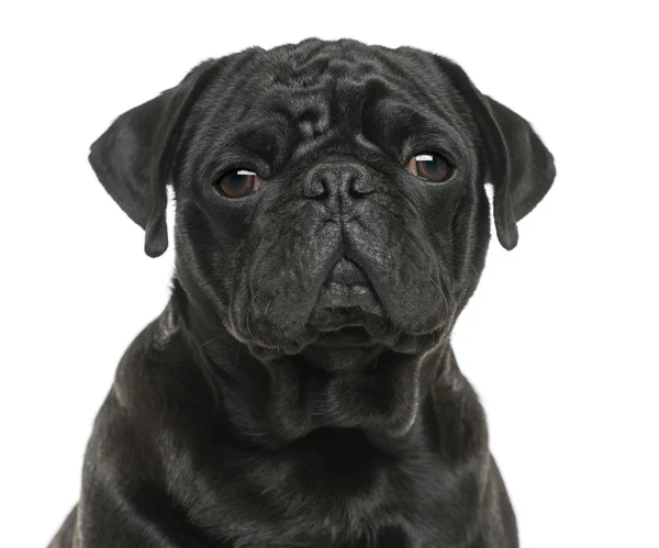 Close-up of a Pug looking sad, isolated on white — Stock Photo, Image