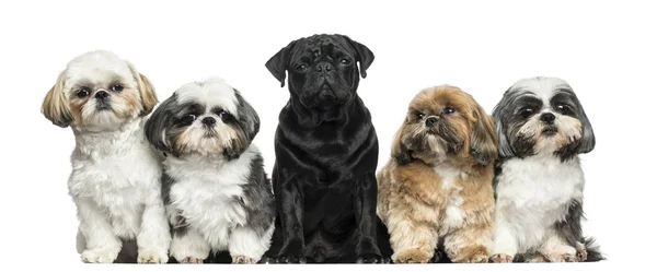 Vue de face des chiens dans une rangée, assis, isolé sur blanc — Photo