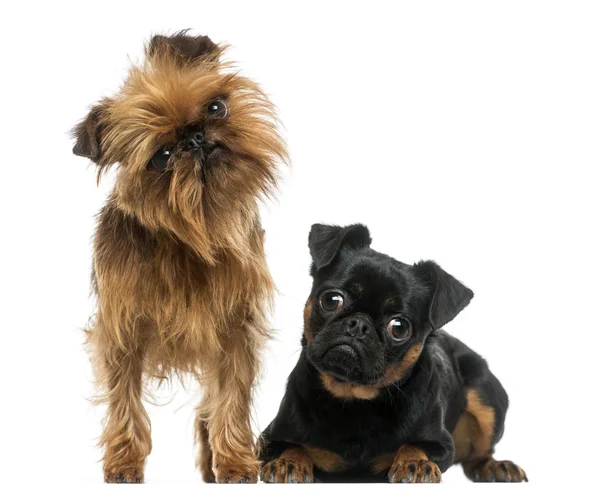 Two Griffon Bruxellois with interrogative look, isolated on whit — Stock Photo, Image