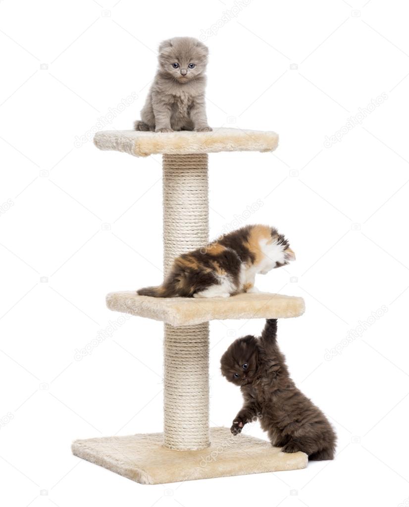Three Highland fold or straight kittens playing on a cat tree, i