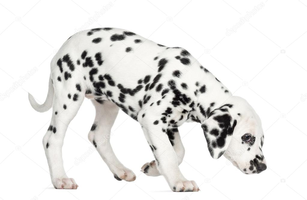 Side view of a Dalmatian puppy standing, sniffing the floor, iso