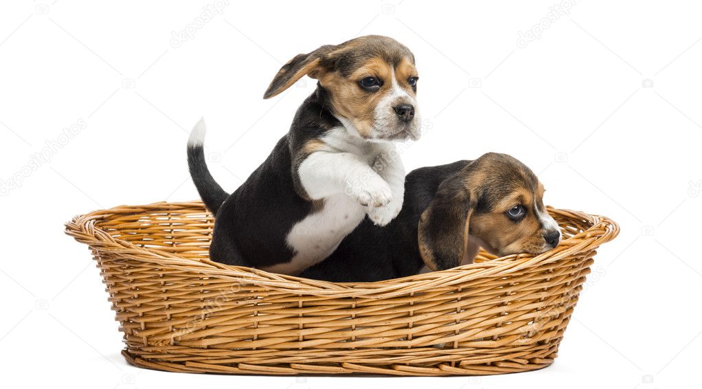 Two Beagle puppies playing in a wicker basket, isolated on white