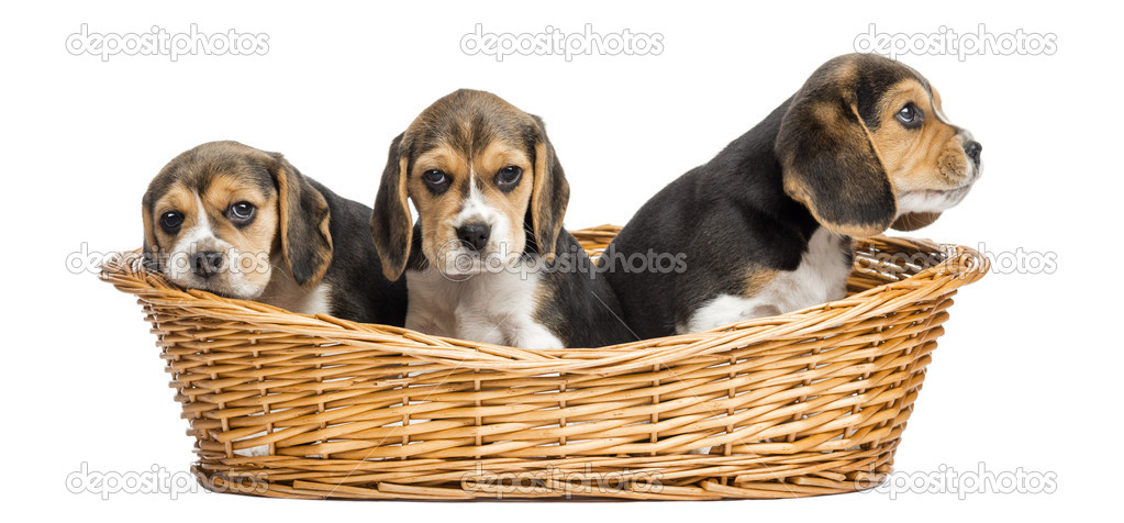 Tree Beagle puppies in a wicker basket, isolated on white