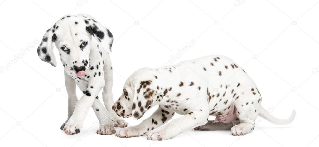 Two Dalmatian puppies playing, isolated on white