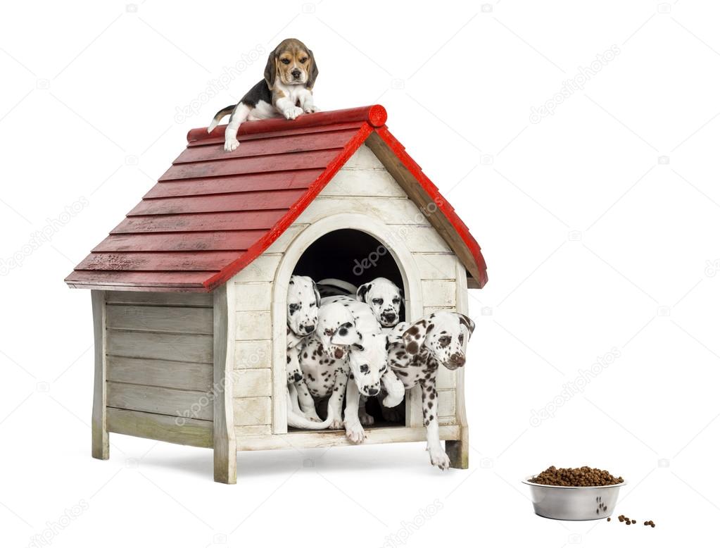 Group of dog puppies playing with a dog kennel, isolated on whit