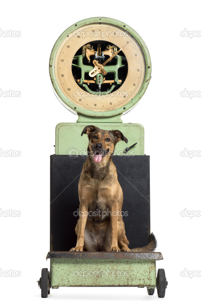 Front view of a crossbreed dog sitting on a weighing scale, isol
