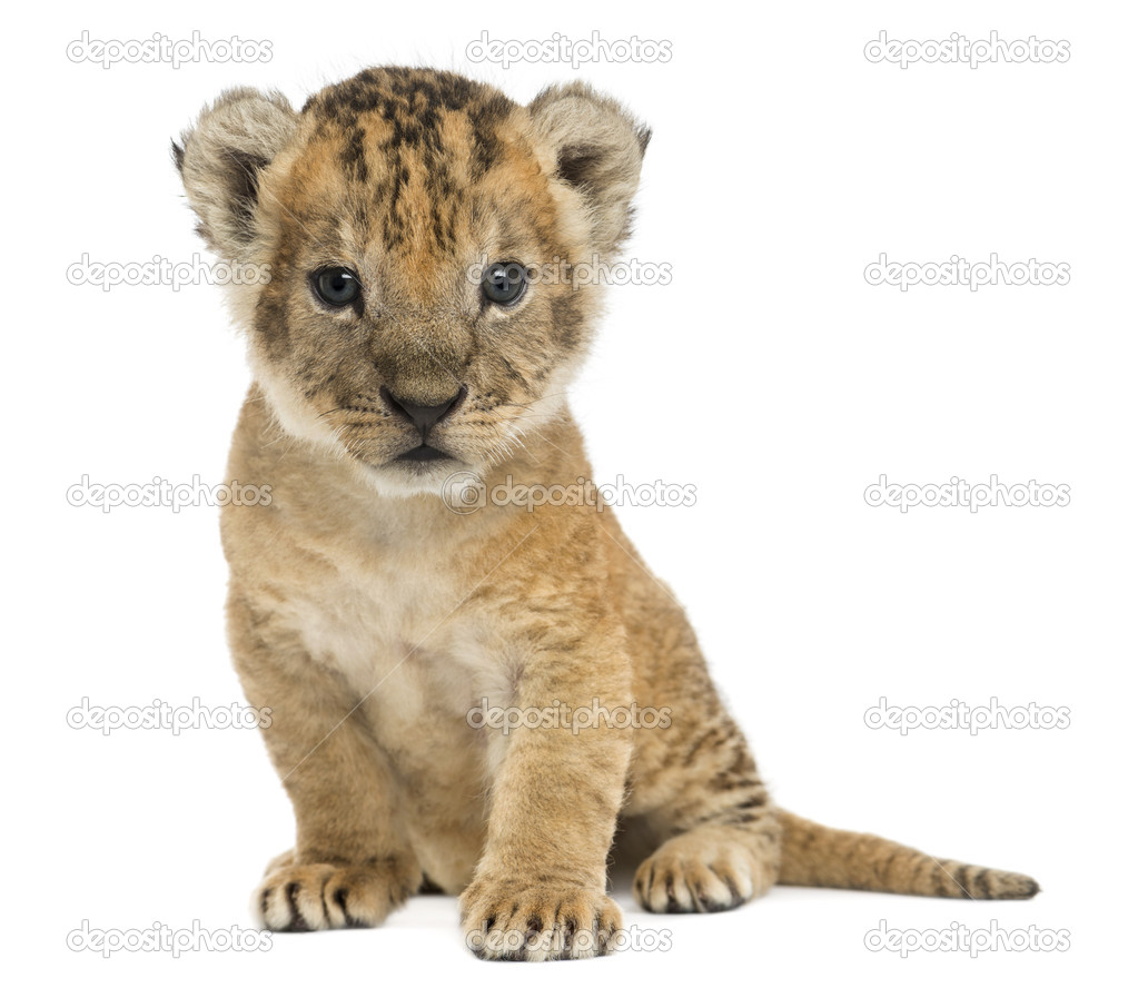 Lion cub sitting, looking at the camera, 16 days old, isolated o