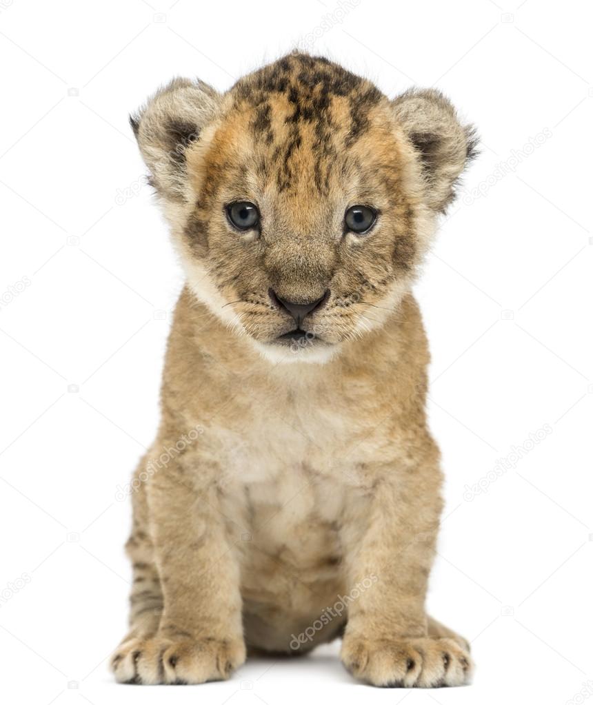 Lion cub, 4 weeks old, isolated on white