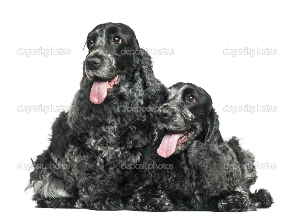 Two English Cocker Spaniel panting next to each other, isolated
