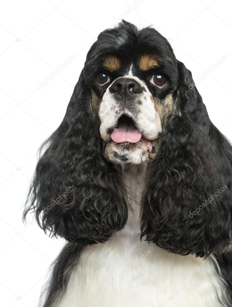 Close-up of an American Cocker Spaniel panting, isolated on whit