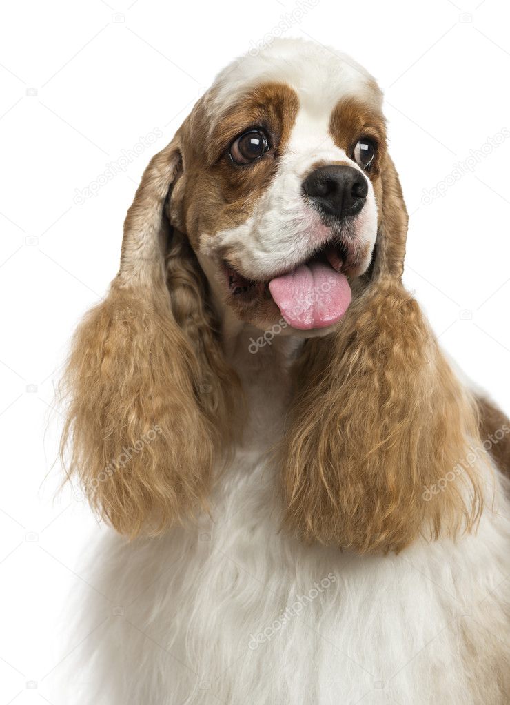 Close-up of an American Cocker Spaniel, looking away, isolated o