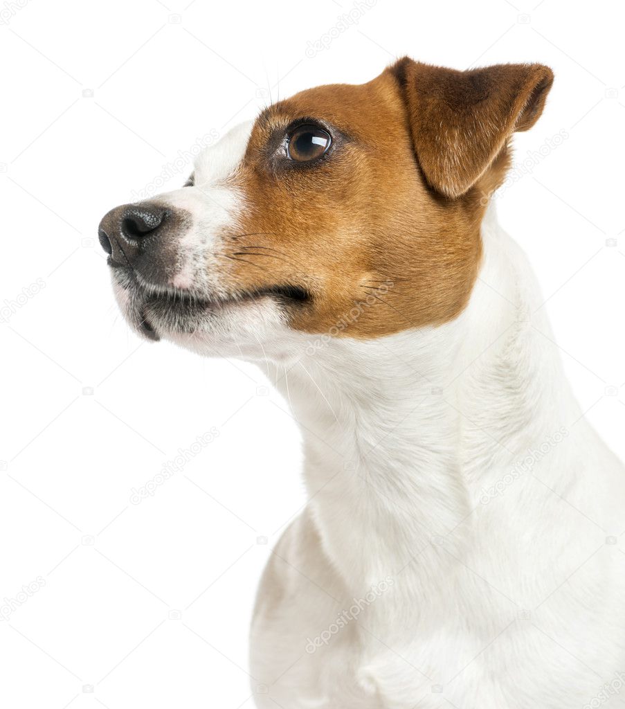 Close-up of a Jack Russell Terrier's profile, looking up, isolat