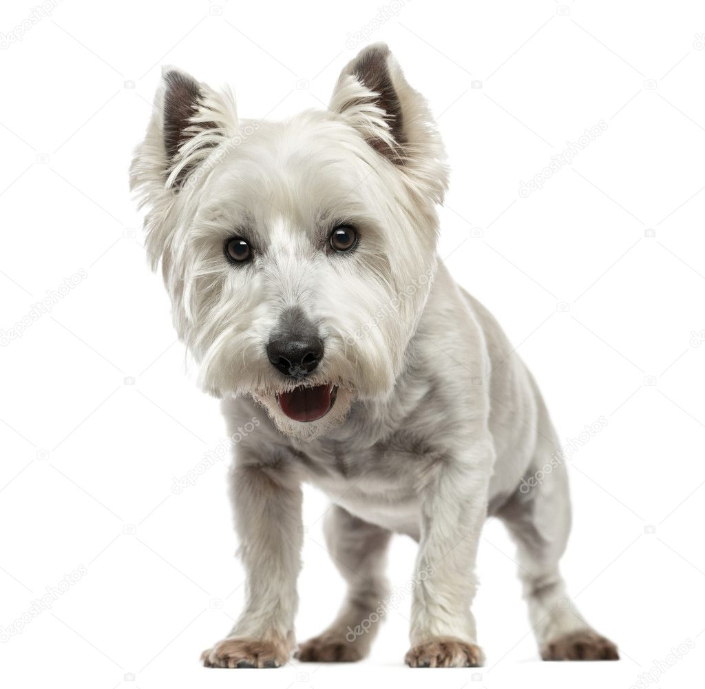 Front view of a West Highland White Terrier looking at the camer