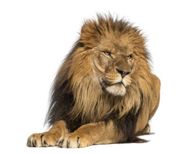 yatarken, uzakta, panthera arayan aslan leo, 10 yaşında, Isola