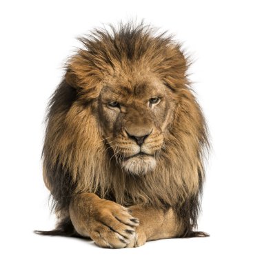 Front view of a Lion lying, crossing paws, Panthera Leo, 10 year
