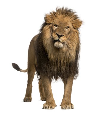 Aslan duran, kamera, panthera arayan leo, 10 yaşında
