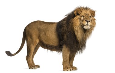 yan görünümü bir aslan duran, panthera leo, 10 yaşında isolat