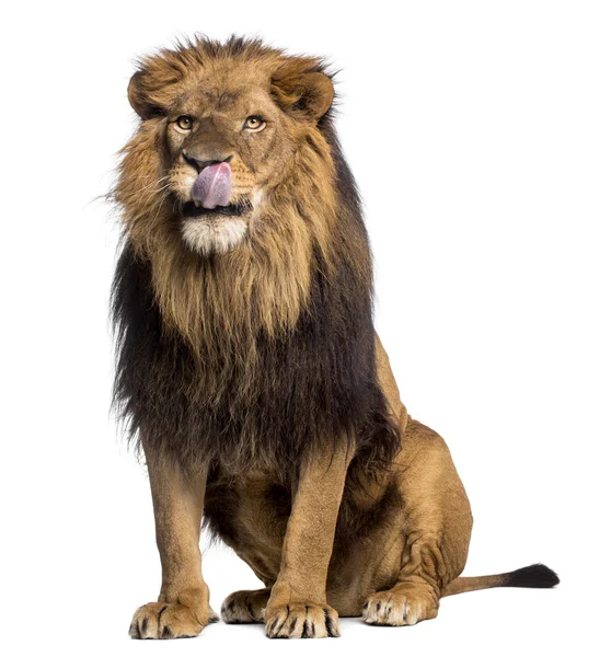 Lion sitting, licking, Panthera Leo, 10 years old, isolated on w — Stock Photo, Image