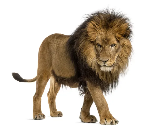 Vista laterale di un Leone che cammina, guardando in basso, Panthera Leo, 10 anni — Foto Stock