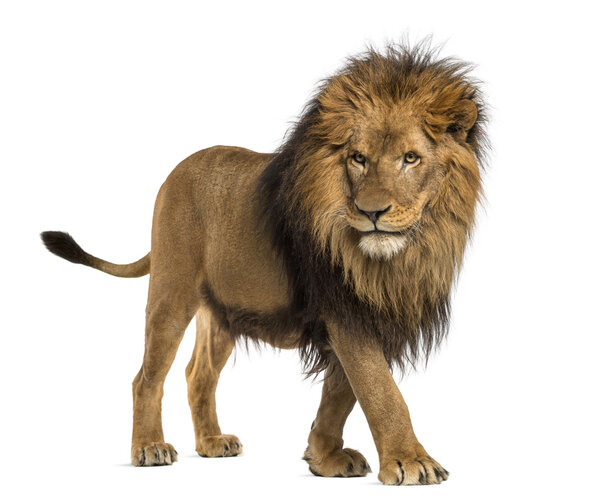 Side view of a Lion walking, Panthera Leo, 10 years old, isolate