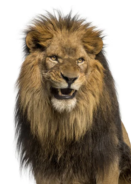 Primo piano di un leone ruggente, Panthera Leo, 10 anni, isolato — Foto Stock